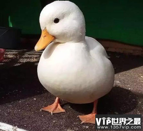 世界上最贵的宠物鸭子，一枚蛋就要500元