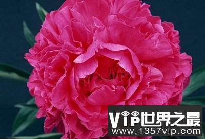 中国十大名花你认识几种？中国国花是什么呢？