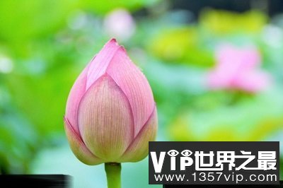 中国十大名花你认识几种？中国国花是什么呢？
