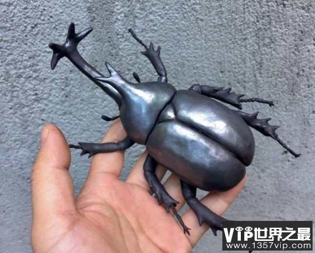 世界上最大的独角仙，竟然长达22厘米