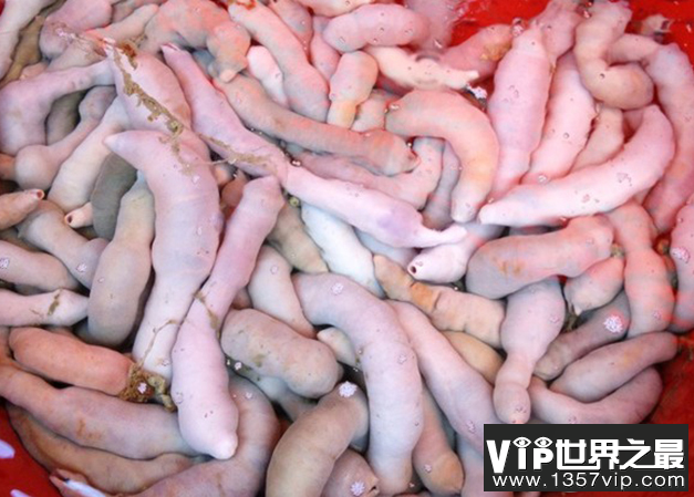 我国胶东沿海常见的海肠是一种什么动物 神奇海洋12月2日答案