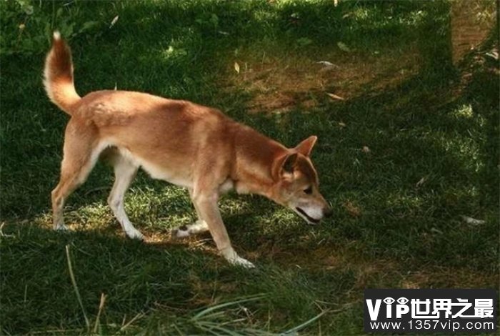 新几内亚歌唱犬