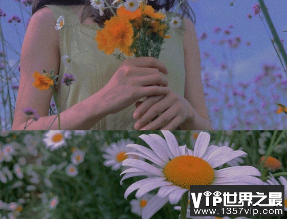 关于邹菊的唯美句子