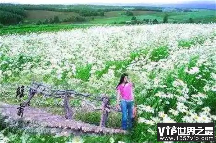 阿姆斯特丹雏菊花海