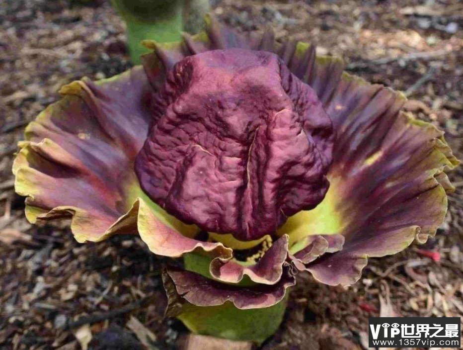 世界上体型最大的花，竟然能产生幻觉让人死亡
