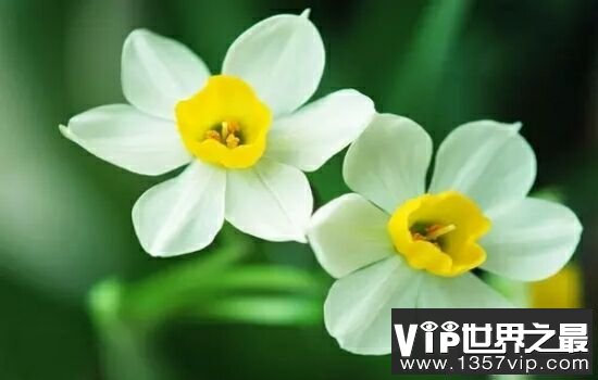 中国十大名花，不同季节欣赏不同的花。
