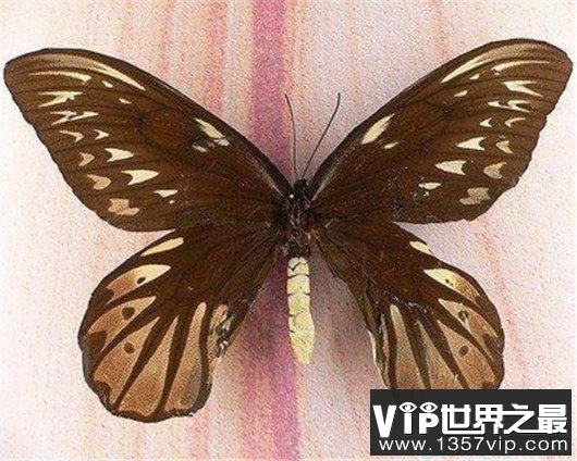世界上最大的虫子，名字听起来就很高级