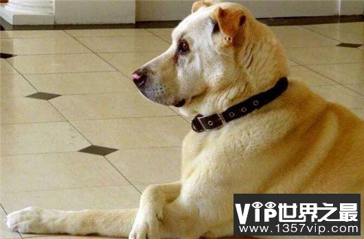 全球最贵的十种宠物，绿猴售价高达1600万美元