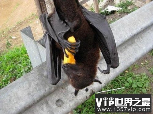 世界上最大的蝙蝠，展开翅膀比人都长