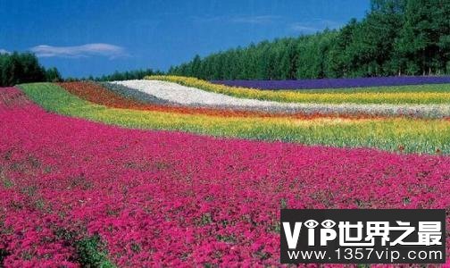 世界上最大的花海，28种不同的薰衣草面积高达4000公顷！
