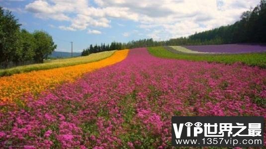 世界上最大的花海，28种不同的薰衣草面积高达4000公顷！