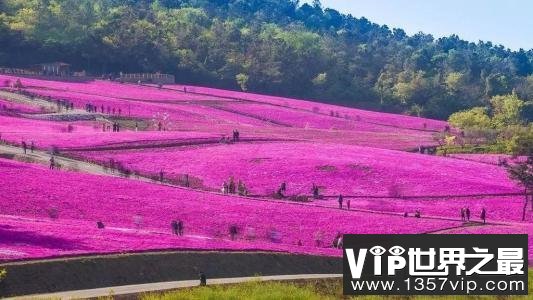 世界上最大的花海，28种不同的薰衣草面积高达4000公顷！