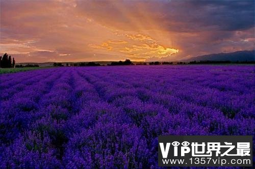 世界上最大的花海，28种不同的薰衣草面积高达4000公顷！