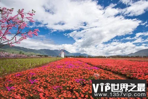 世界上最大的花海，28种不同的薰衣草面积高达4000公顷！