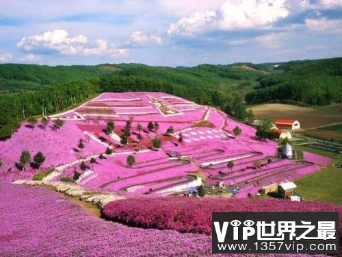 世界上最大的花海，28种不同的薰衣草面积高达4000公顷！