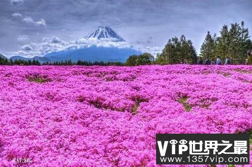 世界上最大的花海，28种不同的薰衣草面积高达4000公顷！