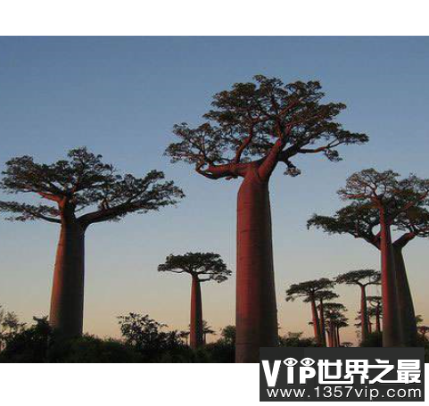 世界上最大的树，雪曼将军树身高达到110米左右。