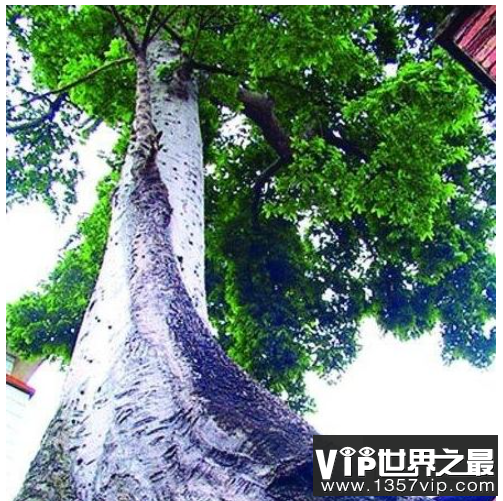 世界上最大的树，雪曼将军树身高达到110米左右。