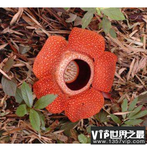 世界上最大的花，传说中的食人花竟然长这样？