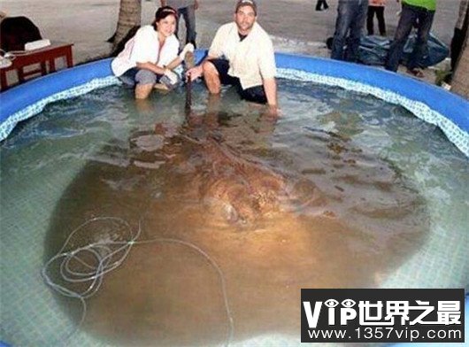世界上最大的淡水鱼排名，鳇鱼重达2000斤（我们国家也有分布）