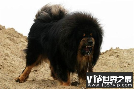 世界上最大的十个狗品种排名，大丹犬甚至比马高（2.2米高）