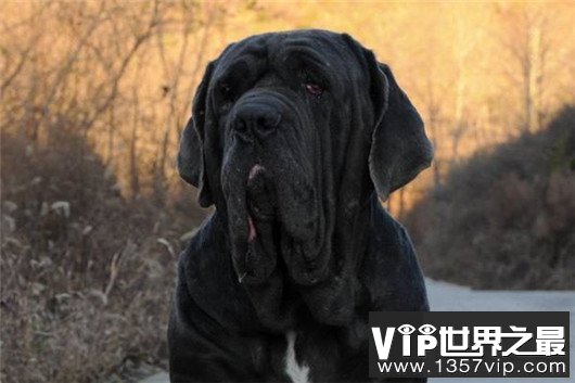 世界上最大的十个狗品种排名，大丹犬甚至比马高（2.2米高）