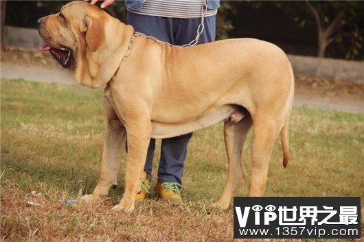世界上最大的十个狗品种排名，大丹犬甚至比马高（2.2米高）