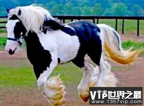 世界上最贵的马品种大盘点，你认识哪几个品种？