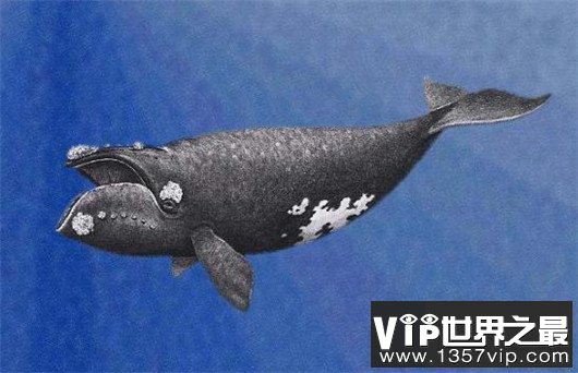 世界上最大的动物排行榜，鲸类占八位，蓝鲸最大