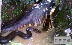 世界上最大的蛇能长到12米，体重能达到700斤左右