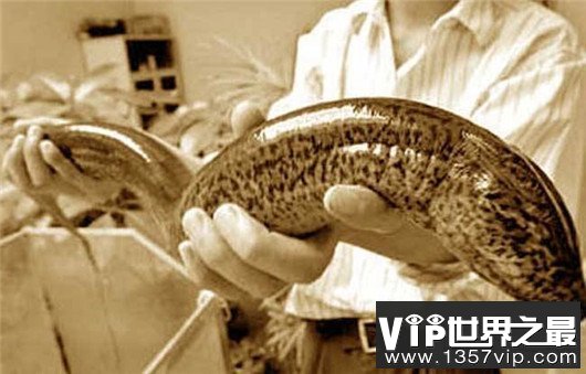 世界上最大的黄鳝，1.5米长重36斤，有成人小腿粗细