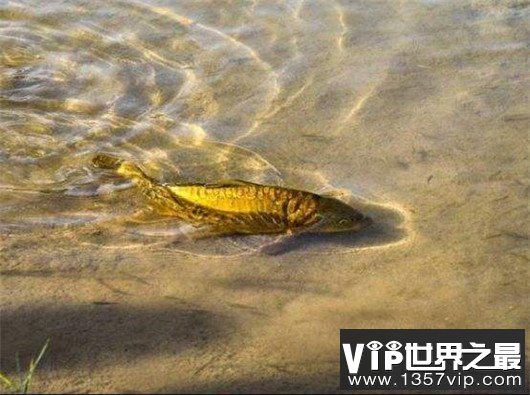 世界上最大的黄鳝，1.5米长重36斤，有成人小腿粗细