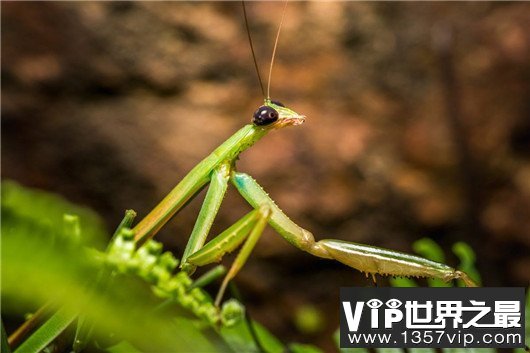 世界上最大的昆虫，竹节虫超半米排第一，泰坦甲虫仅第四