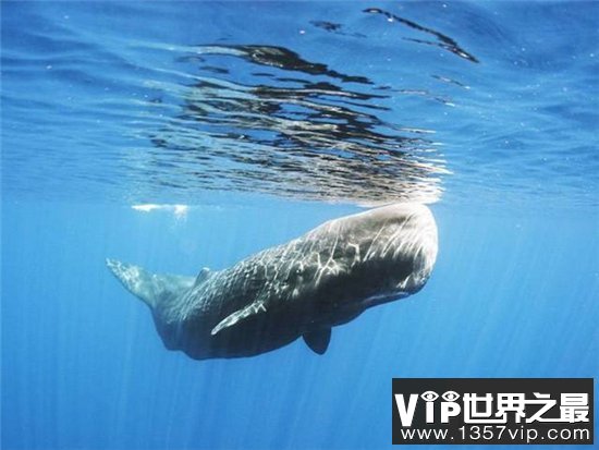 世界上最大的鲸鱼体重188吨，相当于25头成年大象