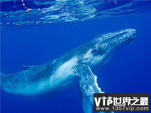 世界四大洋面积排名，北冰洋面积位居第一