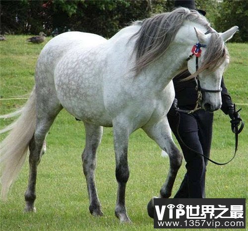 世界上最贵的马，不敢想象一匹马的价格竟然上亿元