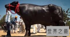 世界上最贵的牛，一年开销比人都多。